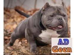 used Khwabeeda Dreamy Pets Am.Bully Pups For Sale Male Female Both Are Available Here for sale 